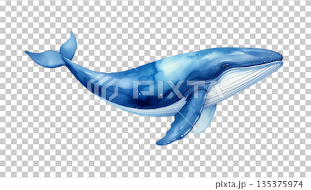 クジラの水彩イラスト 135375974