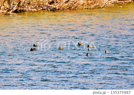錦川清流線鉄橋近くを泳ぐオオバンの群れ 135375987
