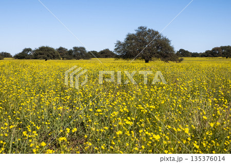 Flowered field in the Pampas Plain, Flowered field in the Pampas Plain, 135376014