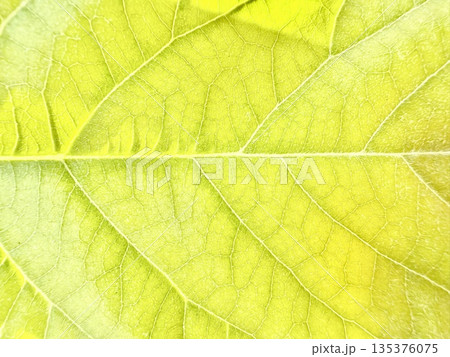luminous yellow green leaf macro closeup revealing intricate vein network and fresh dew kissed texture ideal for nature wallpaper or botanical background 135376075