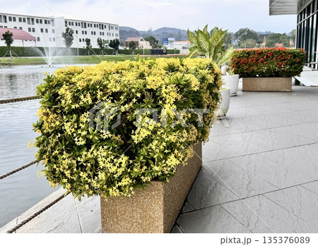 a flowerbed with beautiful flowers stands on the street in Asia a flowerbed with beautiful flowers stands on the street in Asia 135376089