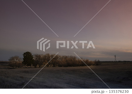 Flowered field in the Pampas Plain, La Pampa Province, Patagonia, Argentina. 135376230