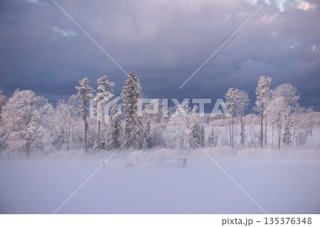 Winter Meadow With Frost Covered Trees In Latvia 135376348