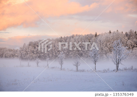 Snowy Countryside Landscape With Forest Edge In Latvia 135376349