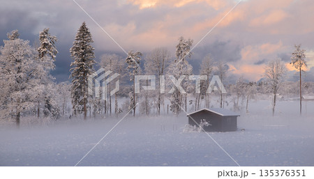Frozen Field With Snowy Trees And Dramatic Sky In Latvia Frozen Field With Snowy Trees And Dramatic Sky In Latvia 135376351