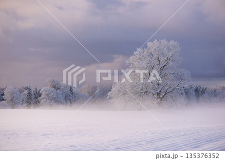 Solitary Frosted Tree In Winter Field In Latvia 135376352