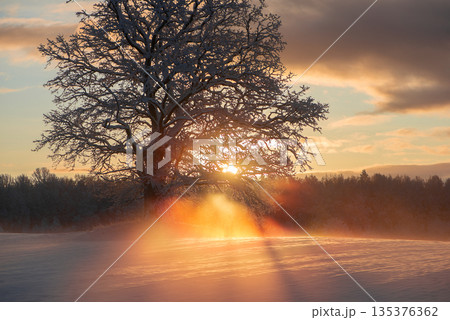 Golden Winter Sunrise Through Ancient Latvian Oak Tree 135376362