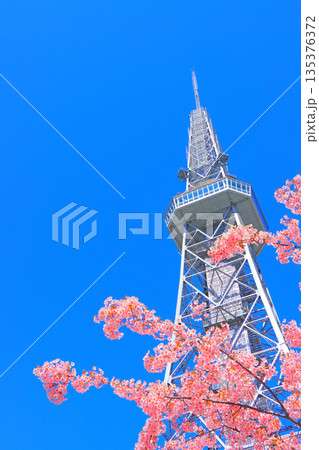 愛知県名古屋市、河津桜と名古屋テレビ塔の風景 135376372