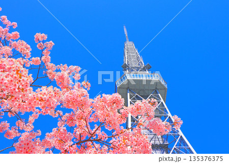 愛知県名古屋市、河津桜と名古屋テレビ塔の風景 愛知県名古屋市、河津桜と名古屋テレビ塔の風景 135376375