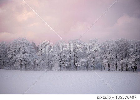 Snow Covered Oak Trees In Open Field 135376407