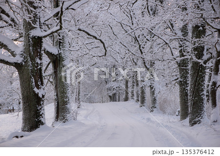 Snow Covered Forest Road at Winter Sunrise Latvia 135376412