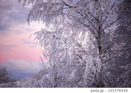 Frosted Trees in Quiet Latvian Winter Field 135376430