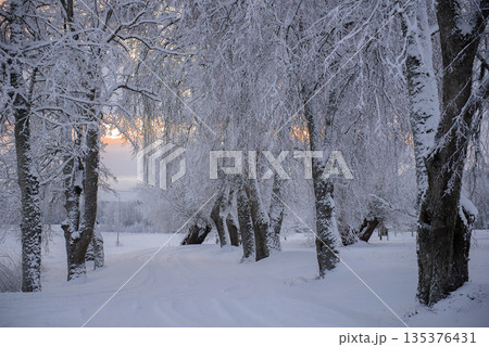 Snowy Forest Road in Latvia During Winter Morning Snowy Forest Road in Latvia During Winter Morning 135376431