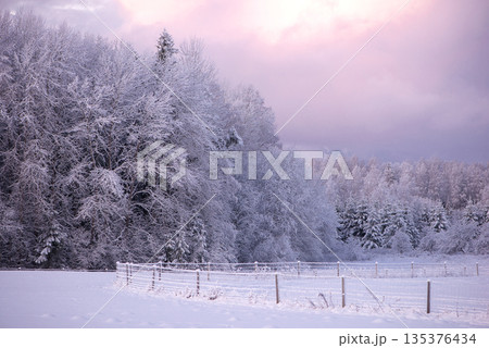 Snowy Forest Edge in Latvia Under Soft Winter Sky Snowy Forest Edge in Latvia Under Soft Winter Sky 135376434