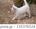 5月、すくすく育つ白い仔猫 135376528