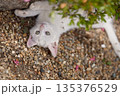 5月、すくすく育つ白い仔猫 135376529