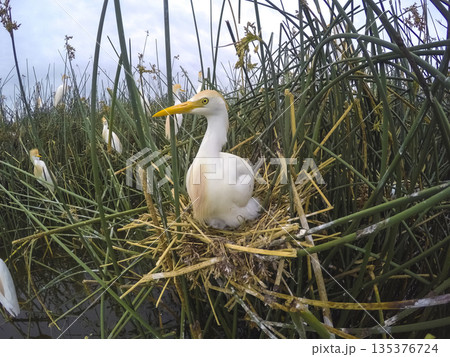 Cattle Egret, Bubulcus ibis, nesting, La Pampa Province, Patagonia, Argentina Cattle Egret, Bubulcus ibis, nesting, La Pampa Province, Patagonia, Argentina 135376724