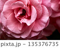 赤いバラの花 135376735