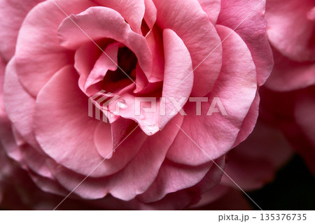 赤いバラの花 赤いバラの花 135376735