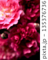 赤いカーネーションの花束 135376736