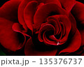 赤いバラ 135376737