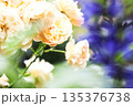 黄色いバラ 135376738