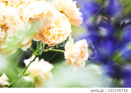 黄色いバラ 135376738