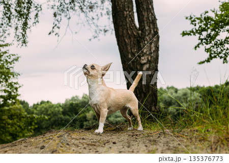Fawn Chihuahua Looking Up in Forest Landscape with Tree Fawn Chihuahua Looking Up in Forest Landscape with Tree 135376773