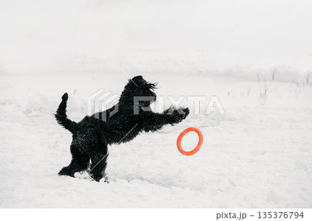 Black Giant Schnauzer Or Riesenschnauzer Dog Playing With Ring Outdoor In Snow, Winter Season. Playful Pet Outdoors. Black Giant Schnauzer Or Riesenschnauzer Dog Playing With Ring Outdoor In Snow, Winter Season. Playful Pet Outdoors. 135376794
