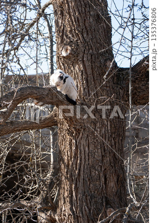 Black and white cat sits on a thick tree branch beside a rough tree trunk, bare winter branches, clear daylight, calm natural atmosphere Black and white cat sits on a thick tree branch beside a rough tree trunk, bare winter branches, clear daylight, calm natural atmosphere 135376806