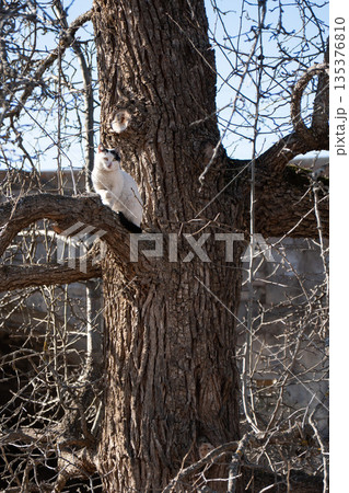 Black and white cat stands on thick tree branch near rough trunk, bare winter branches, clear daylight, alert and curious mood Black and white cat stands on thick tree branch near rough trunk, bare winter branches, clear daylight, alert and curious mood 135376810