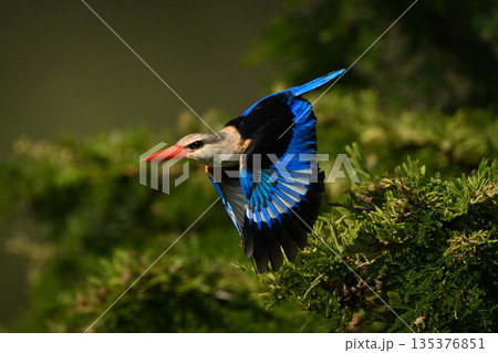 Grey-headed kingfisher flies away from leafy thornbush Grey-headed kingfisher flies away from leafy thornbush 135376851