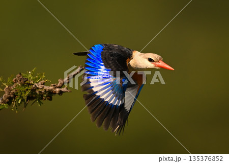Grey-headed kingfisher flies off bush lowering wings Grey-headed kingfisher flies off bush lowering wings 135376852