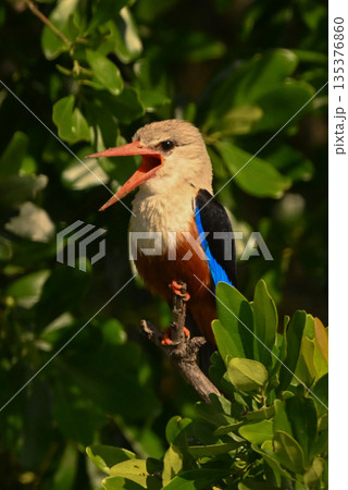 Grey-headed kingfisher opens beak perching in bush 135376860