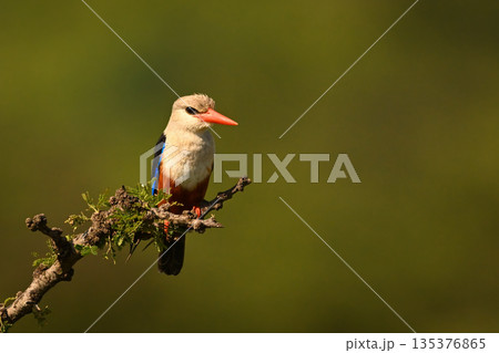 Grey-headed kingfisher perches on bush watching camera 135376865