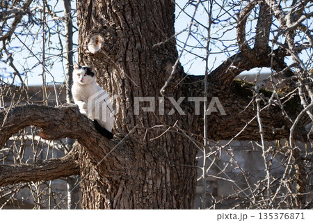 Black and white cat stands on thick tree branch near rough trunk, bare winter branches, clear daylight, alert and curious mood 135376871
