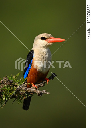 Grey-headed kingfisher with catchlight on leafy bush 135376880