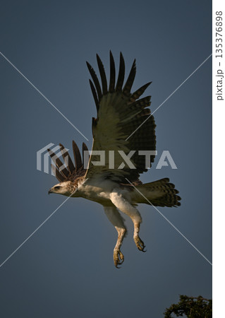 Juvenile martial eagle flying off from tree 135376898