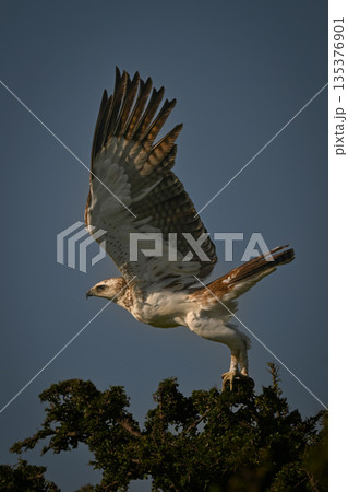 Juvenile martial eagle lifts wings for take-off Juvenile martial eagle lifts wings for take-off 135376901