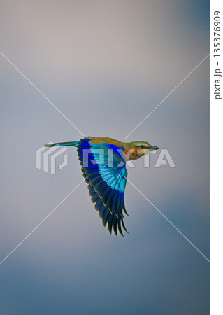 Lilac-breasted roller flies through sky dropping wings 135376909