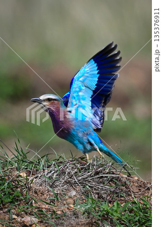 Lilac-breasted roller lifts wings on grass bank 135376911