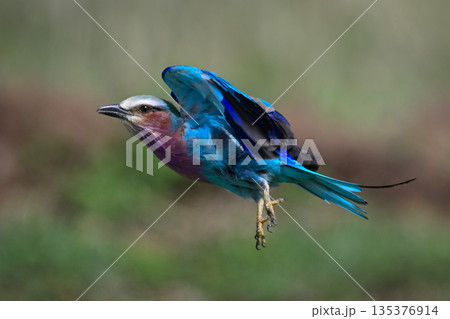 Lilac-breasted roller takes off from grassy plains 135376914