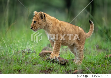 Lion cub with catchlight leans on rock 135376927