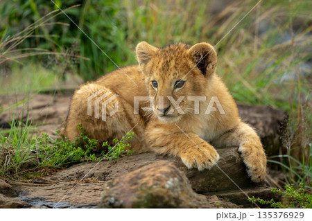 Lion cub with catchlights lies looking round 135376929