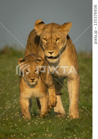 Lioness follows cub over grass toward camera 135376936
