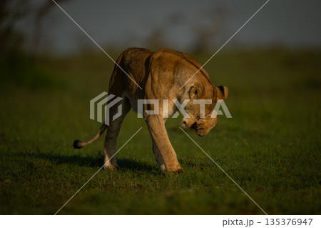 Lioness stands on grass pawing at face 135376947