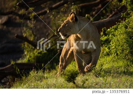 Lioness walks up grassy bank turning head 135376951