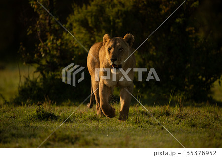 Lioness with catchlight crosses grass toward camera 135376952