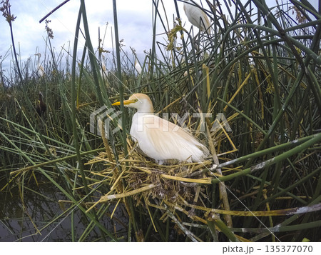 Cattle Egret, Bubulcus ibis, nesting, La Pampa Province, Patagonia, Argentina Cattle Egret, Bubulcus ibis, nesting, La Pampa Province, Patagonia, Argentina 135377070