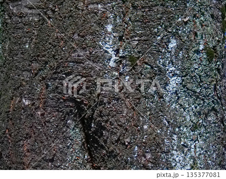 背景　素材　文字入れ　おしゃれ　木  135377081